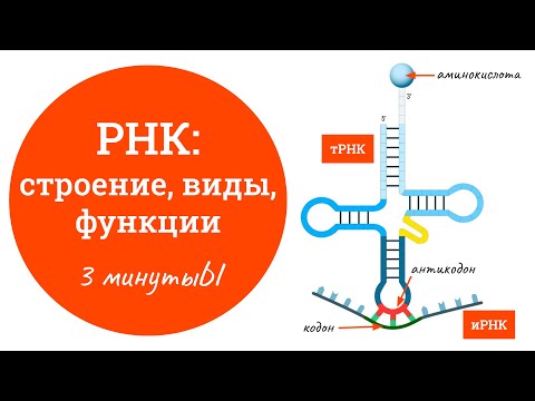 РНК - Восемь (8) видео (клип)