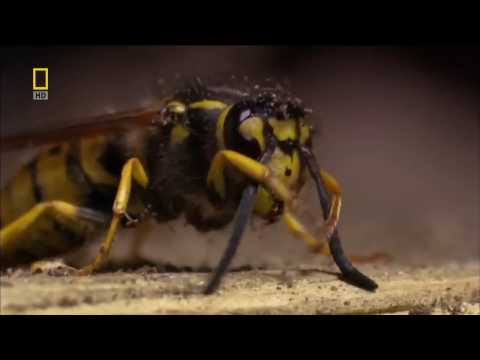 отРАявленный - Тараканы видео (клип)